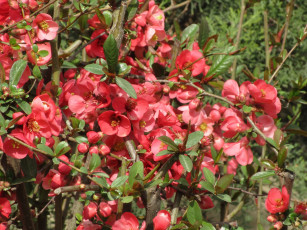 Картинка цветы айва весна 2018