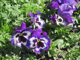 Картинка цветы анютины+глазки+ садовые+фиалки весна 2018