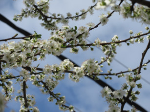 Картинка цветы цветущие+деревья+ +кустарники весна 2018