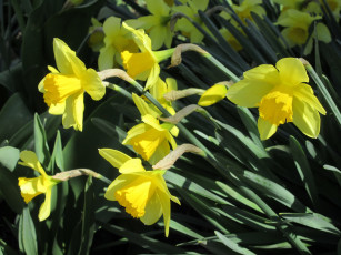 Картинка цветы нарциссы весна 2018