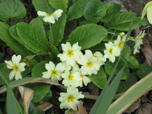 Картинка цветы примулы весна 2018