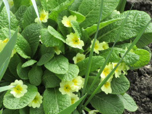 Картинка цветы примулы весна 2018