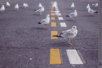 обоя календари, животные, птица, дорога