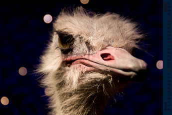 Картинка календари животные страус взгляд