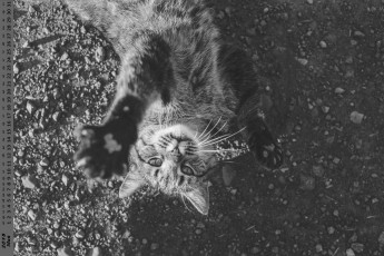 обоя календари, животные, взгляд, кошка