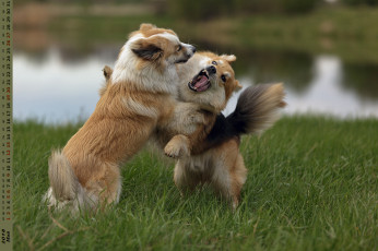 обоя календари, животные, растения, собака, двое