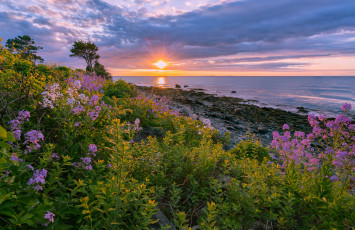 Картинка природа луга простор