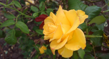 Картинка цветы розы жёлтая