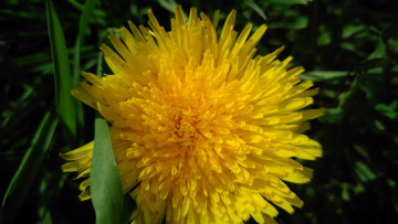 Картинка цветы одуванчики весна 2018