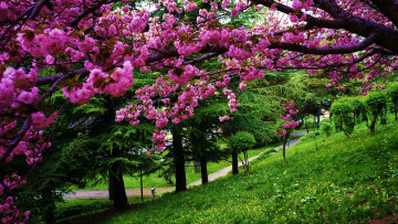 Картинка природа парк весна