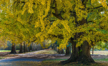 Картинка природа парк простор