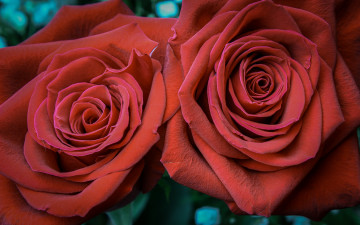 Картинка цветы розы дуэт