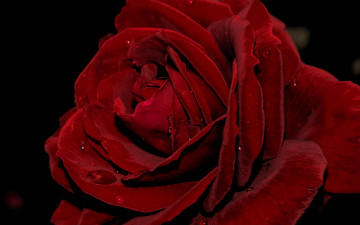 Картинка цветы розы макро