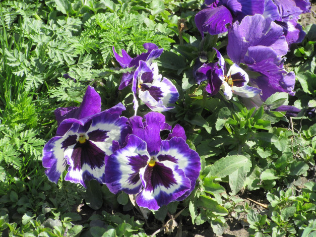 Обои картинки фото цветы, анютины глазки , садовые фиалки, весна, 2018