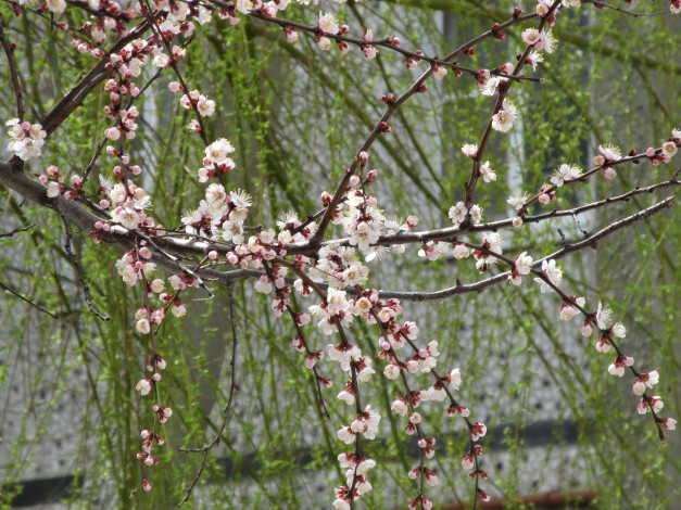 Обои картинки фото цветы, цветущие деревья ,  кустарники, весна, 2018
