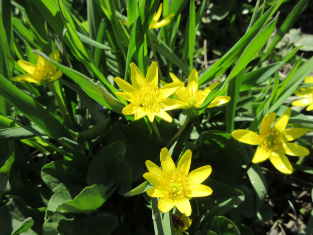 Обои картинки фото цветы, луговые , полевые,  цветы, весна, 2018