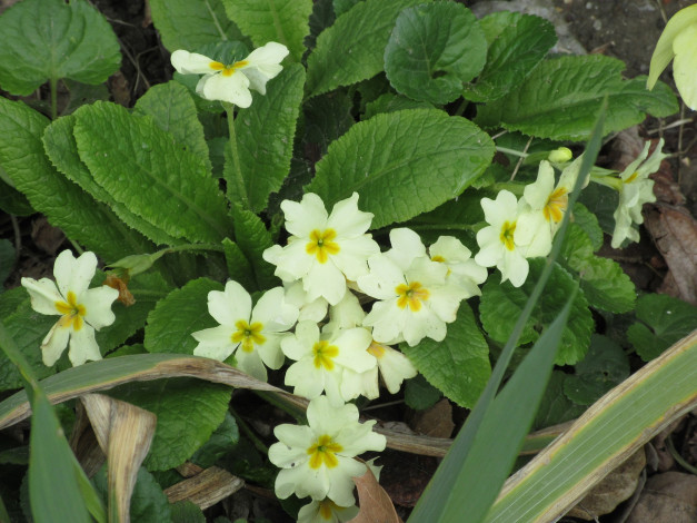 Обои картинки фото цветы, примулы, весна, 2018