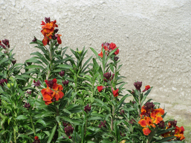 Обои картинки фото цветы, весна, 2018