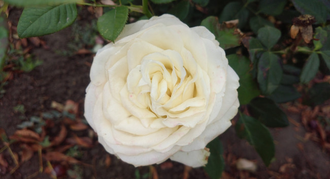 Обои картинки фото цветы, розы, белая