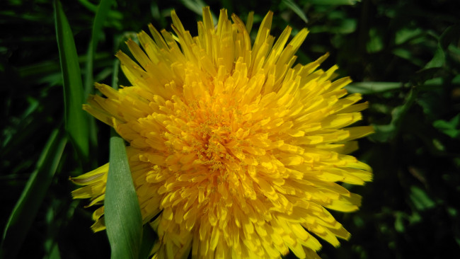 Обои картинки фото цветы, одуванчики, весна, 2018