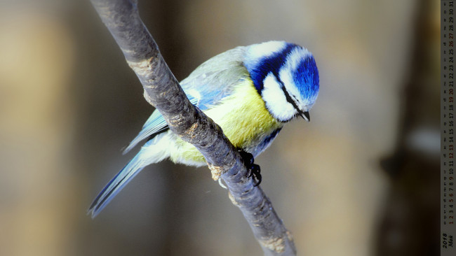 Обои картинки фото календари, животные, птица