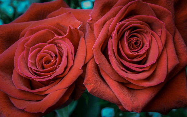 Обои картинки фото цветы, розы, дуэт