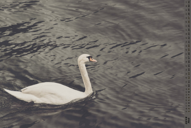 Обои картинки фото календари, животные, лебедь, водоем