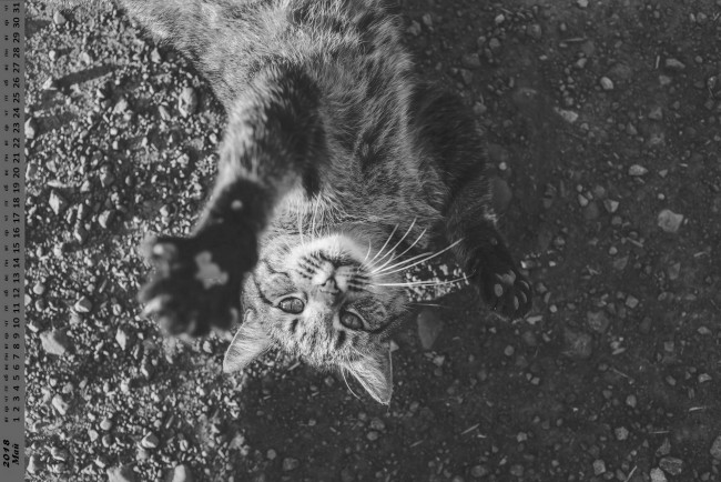 Обои картинки фото календари, животные, взгляд, кошка