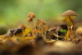 Картинка природа грибы грибная семейка