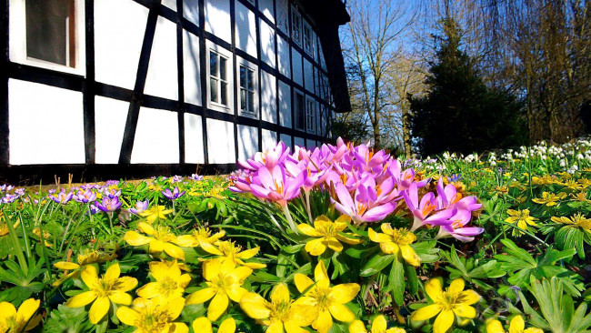 Обои картинки фото цветы, разные вместе, клумба, весна