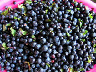 Картинка еда голубика +черника ягоды черника свежая