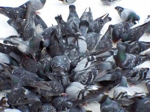 Картинка голуби кто успел тот съел животные