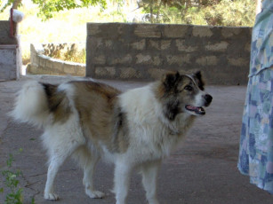 Картинка мне животные собаки