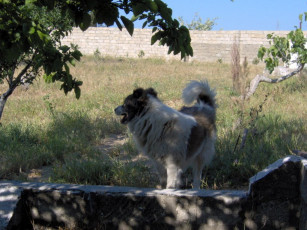 Картинка животные собаки