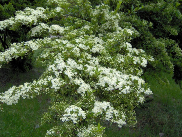 Обои картинки фото цветы, цветущие, деревья, кустарники