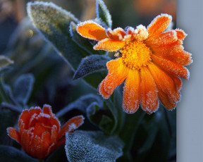 Картинка цветы календула