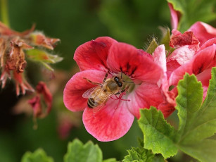 Картинка цветы кампсис текома