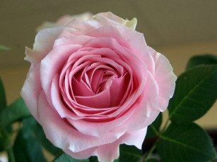 Картинка цветы розы