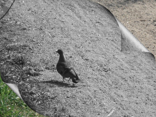 Картинка птица мира животные голуби