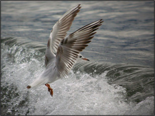 Картинка животные Чайки бакланы крачки