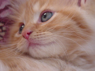 Картинка животные коты