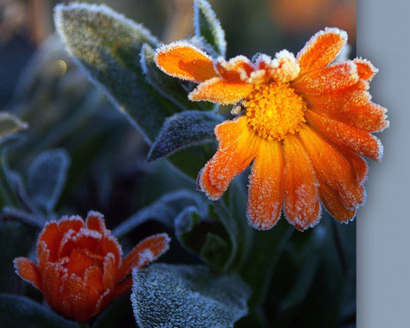 Обои картинки фото цветы, календула