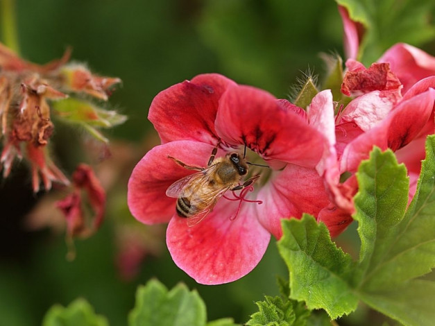 Обои картинки фото цветы, кампсис, текома