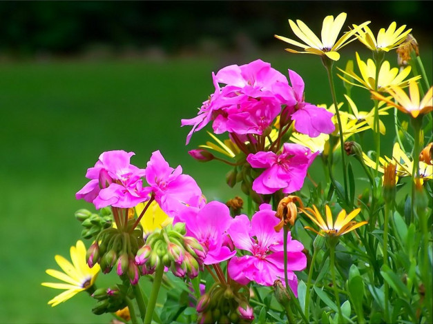 Обои картинки фото цветы, разные, вместе