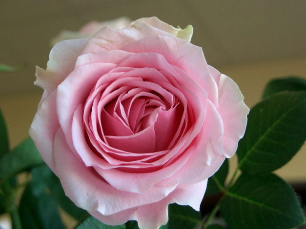 Обои картинки фото цветы, розы