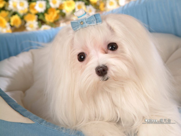 Обои картинки фото животные, собаки