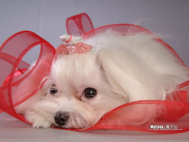 Обои картинки фото животные, собаки