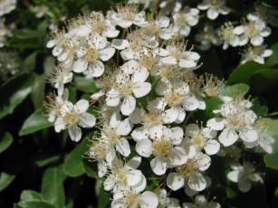 Картинка цветы цветущие деревья кустарники