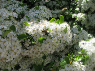 Картинка цветы цветущие деревья кустарники