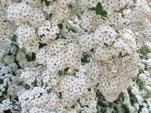 Картинка цветы цветущие деревья кустарники